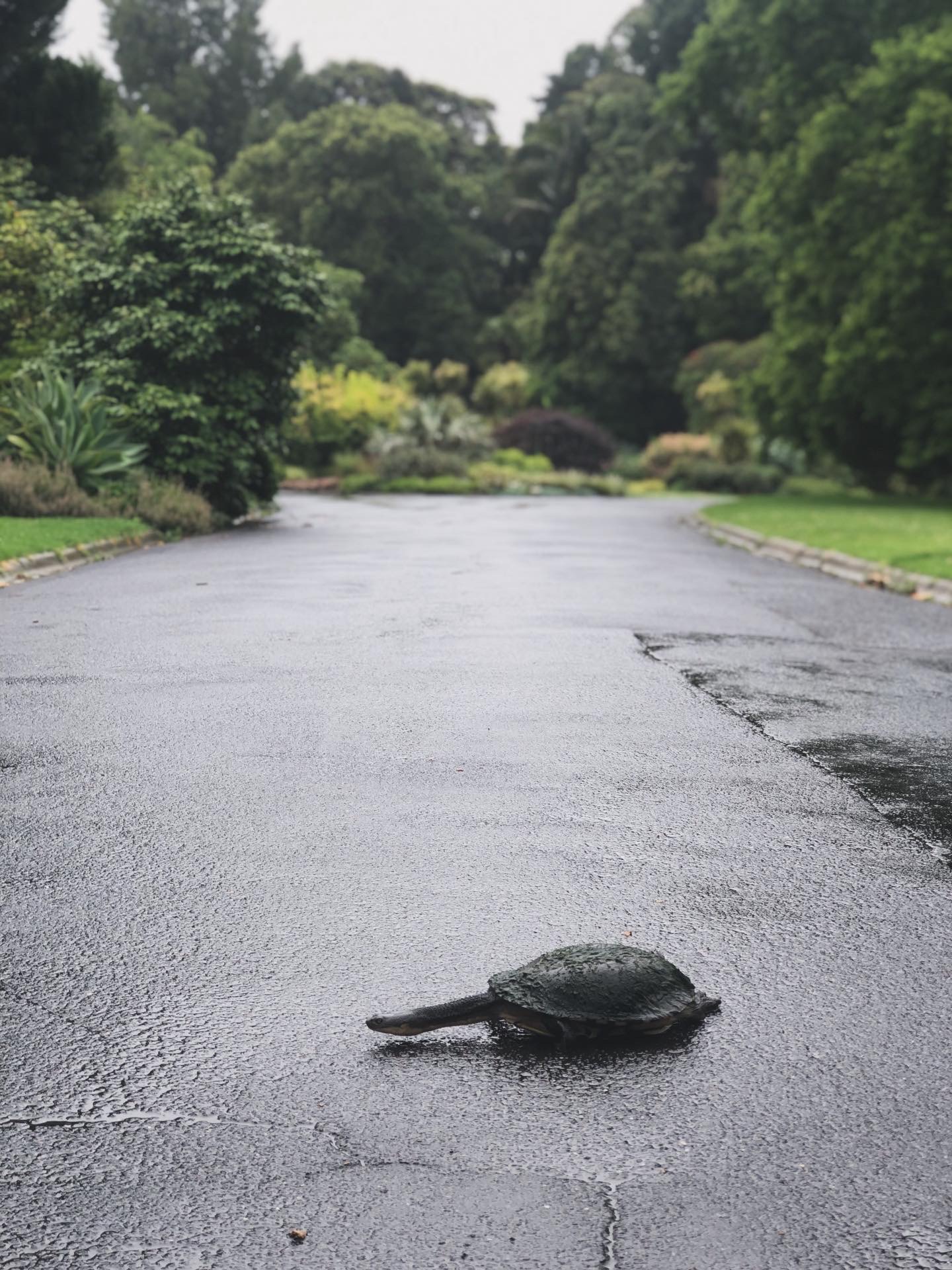 A turtle crossing a rain-washed road in Australia
