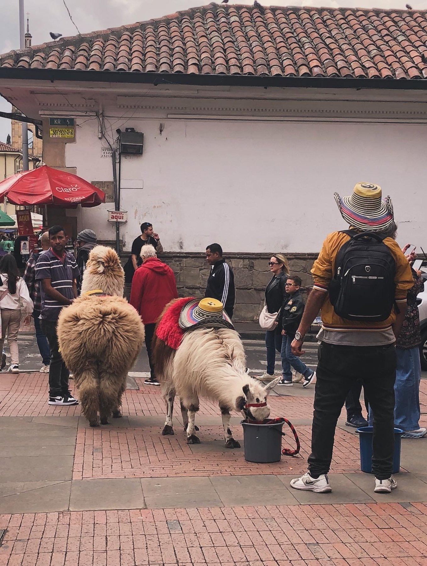 Xi's travel photograph of alpacas in Colombia