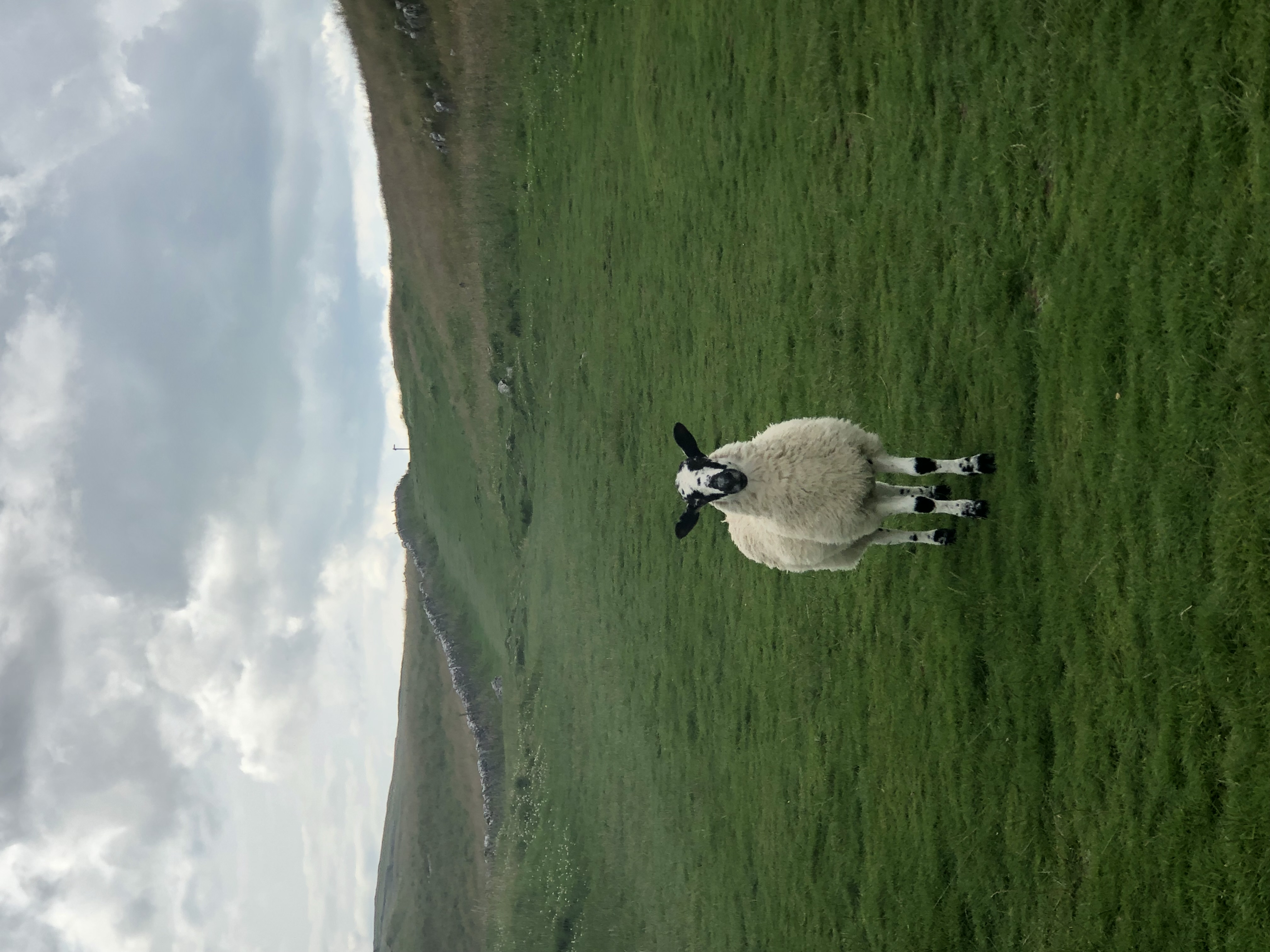 A sheep standing on a green hillside in Wales